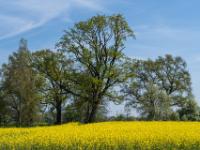 Baumgruppe hinter Rapsfeld beim Heinrichwinkel nahe Übersee